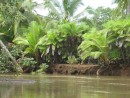 Coiba & Las Secas 038: Crocodile river in Cobia